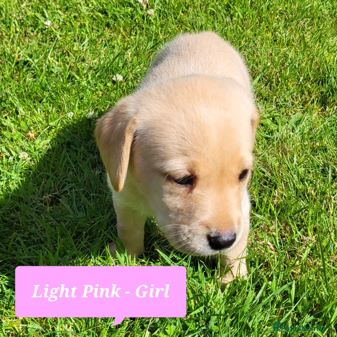 Labrador Retriever dogs for sale: Labrador Puppies - Image 4