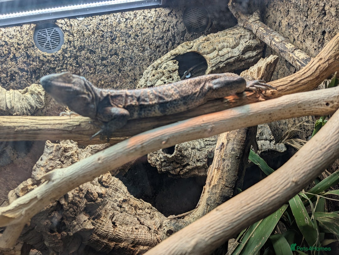 Iguana reptiles for sale: Ctenosaura pectinata Mexican spiny tail iguana  - Image 4