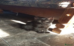 Mixed Breed cats for sale: Lovely Bengal Cross Kittens - Image 13