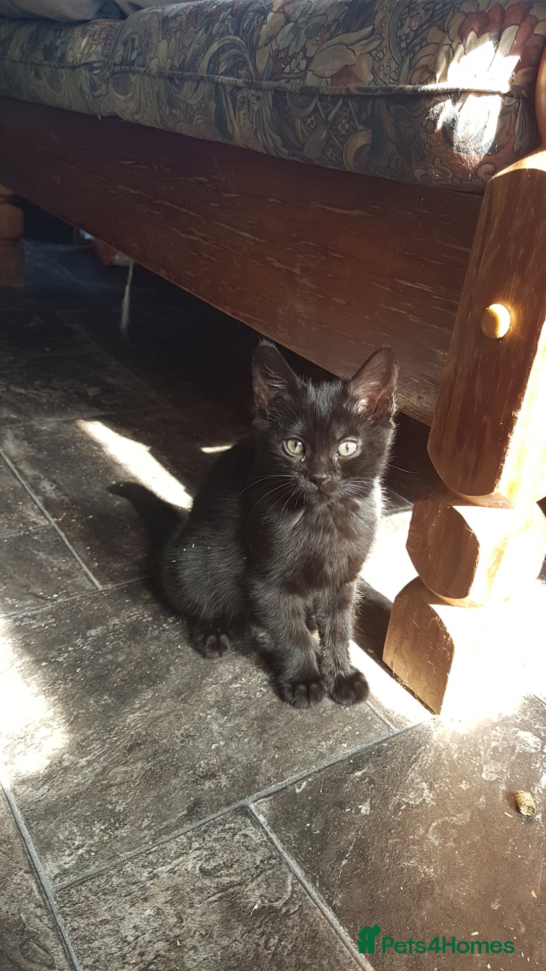 Mixed Breed cats for sale: Lovely Bengal Cross Kittens - Image 13