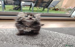 Norwegian Forest Cat cats for sale: Norwegian Forest kittens  - Image 2