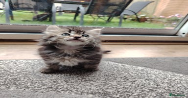 Norwegian Forest Cat cats - Advert 5
