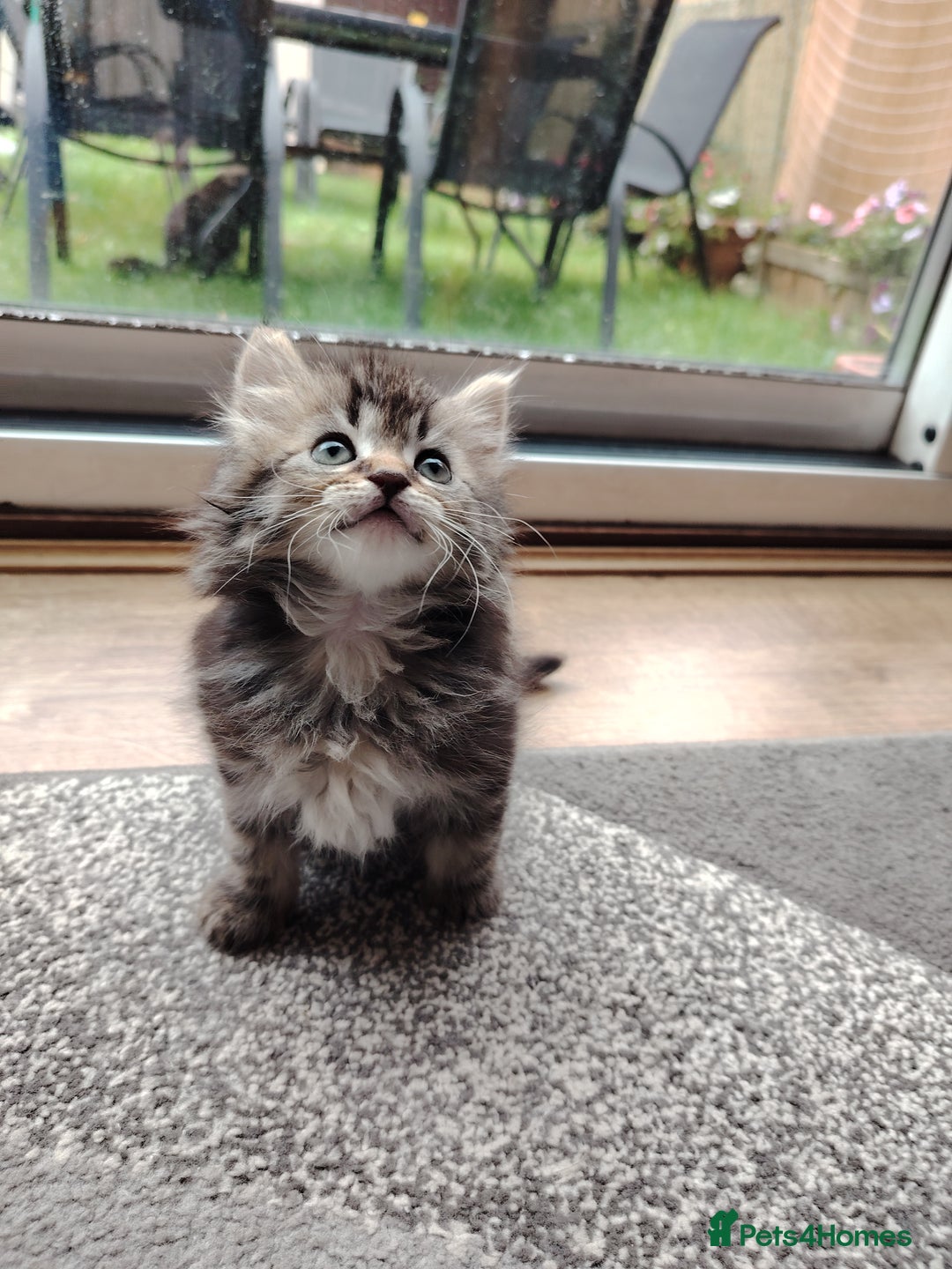 Norwegian Forest Cat cats for sale: Norwegian Forest kittens  - Image 2