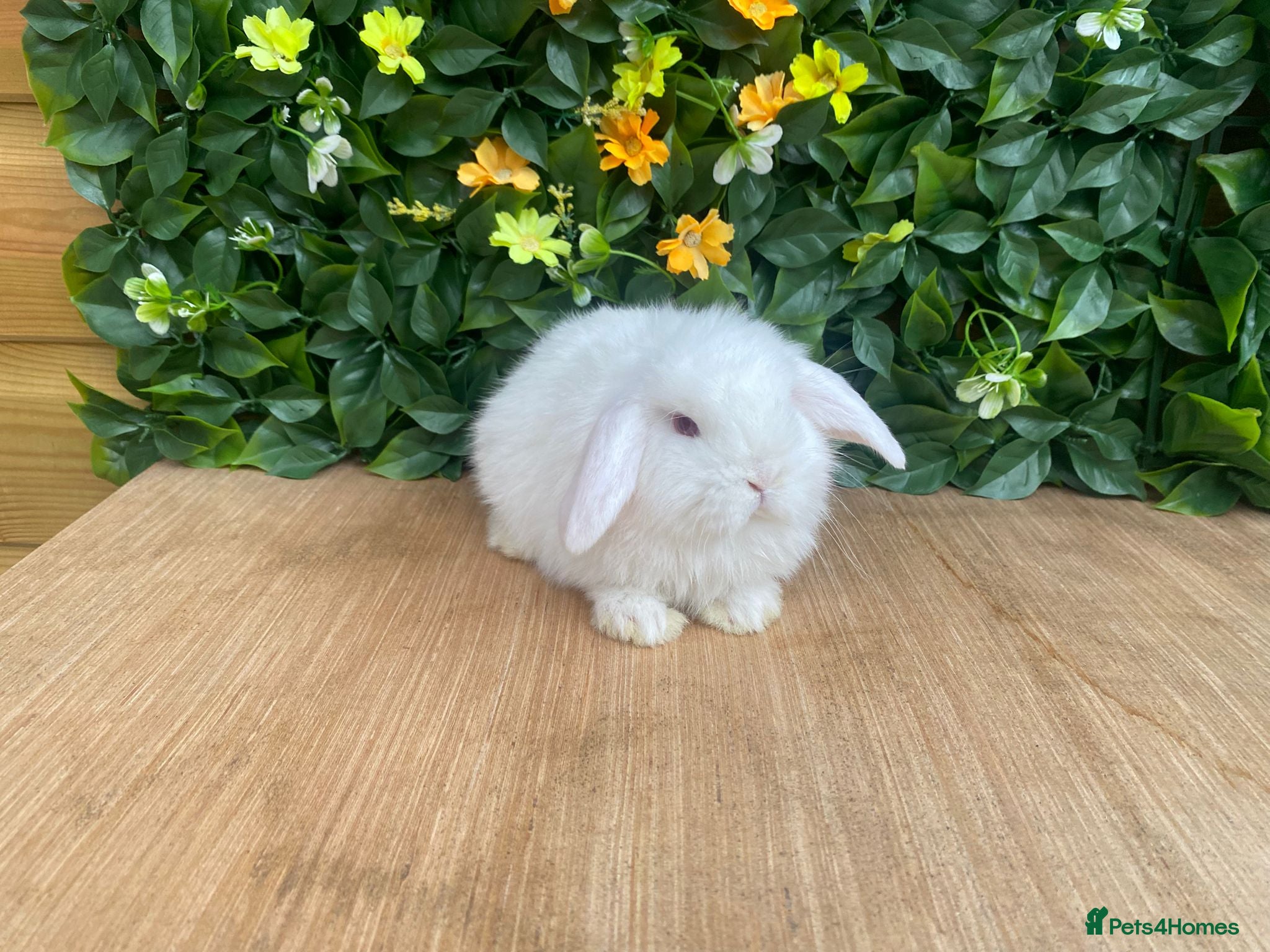 Mini Lop rabbits ❤️mini lop babies❤️ white boy available  - Advert 6