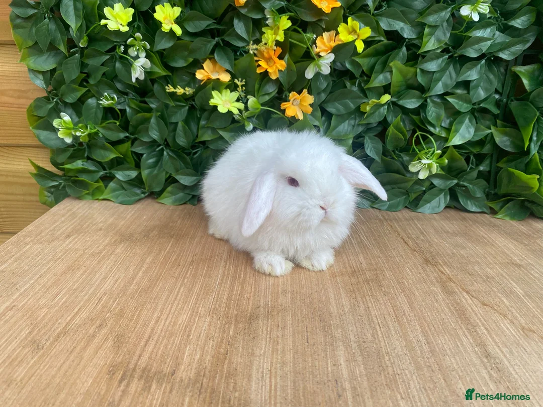 Mini Lop rabbits for sale: ❤️mini lop babies❤️ white boy available  - Advert 1