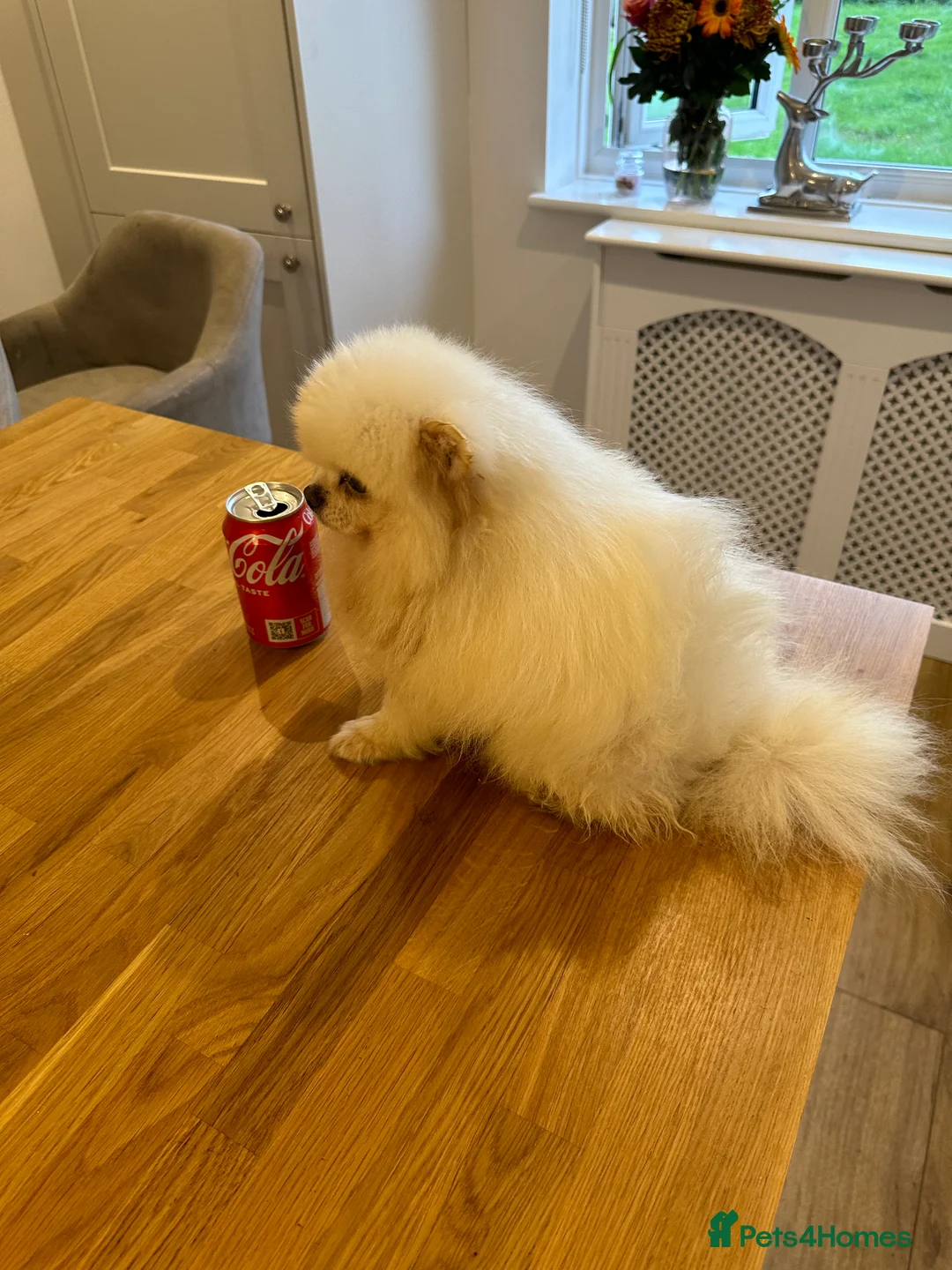 Pomeranian dogs for stud: Kc pure white 1.2 kg Pomeranian stud in Reigate - Advert 15