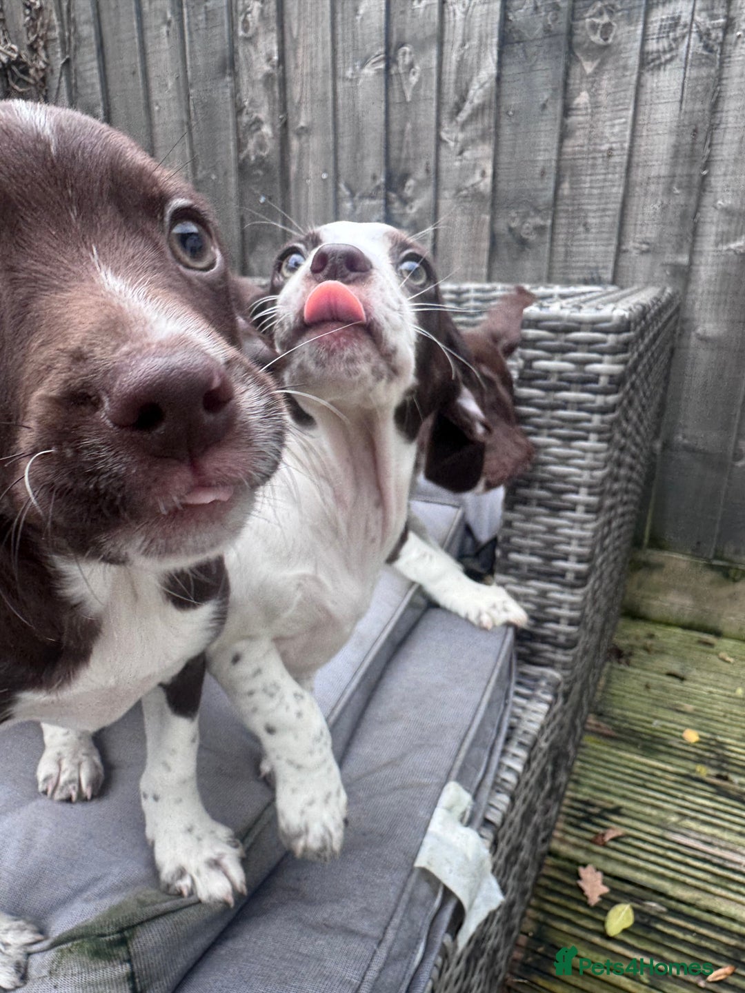 Mixed Breed dogs for sale: Chi sprocker  - Advert 24