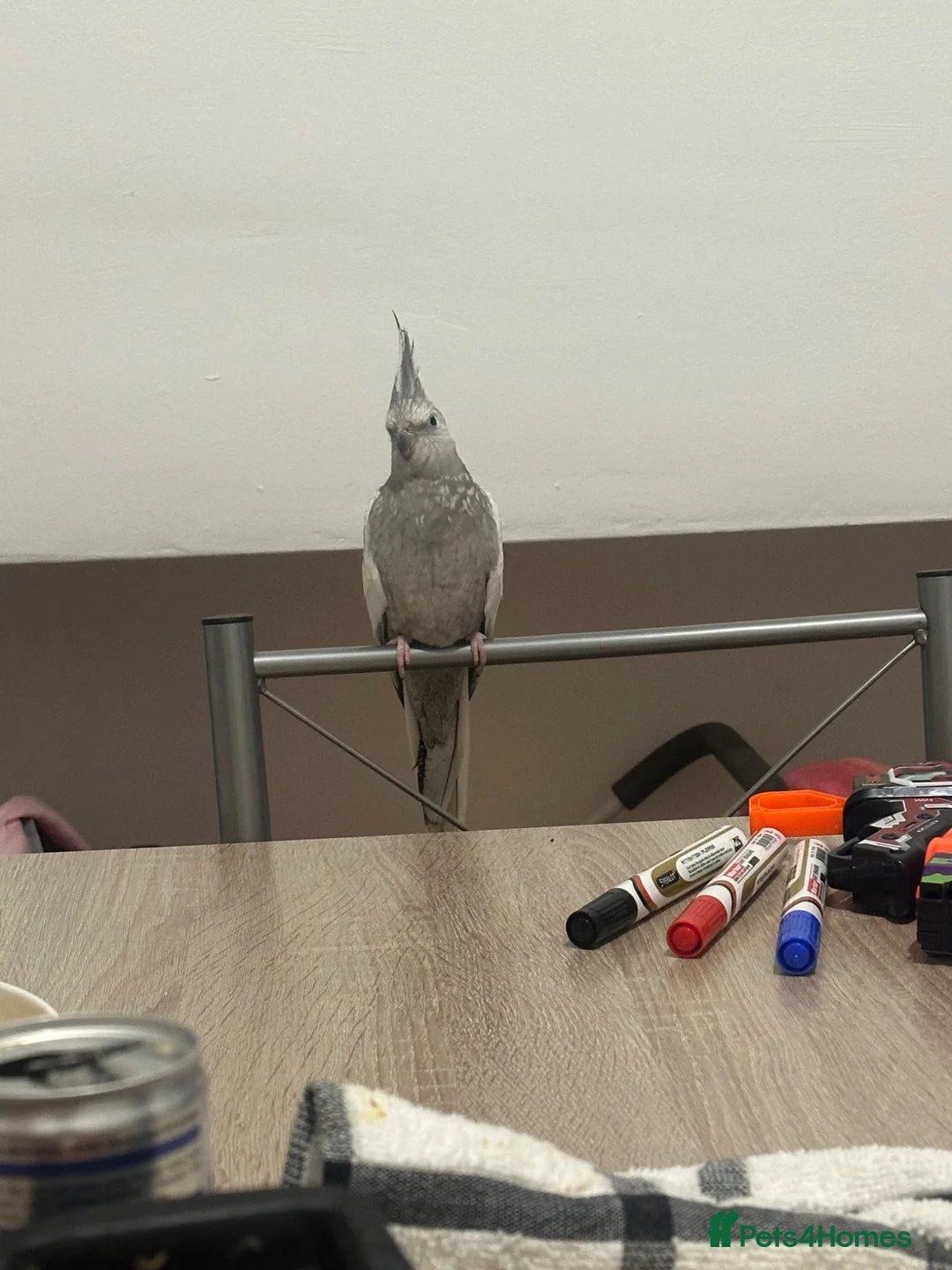 Cockatiels birds for sale: Lovely tamed Cockatiel in Liverpool - Advert 2
