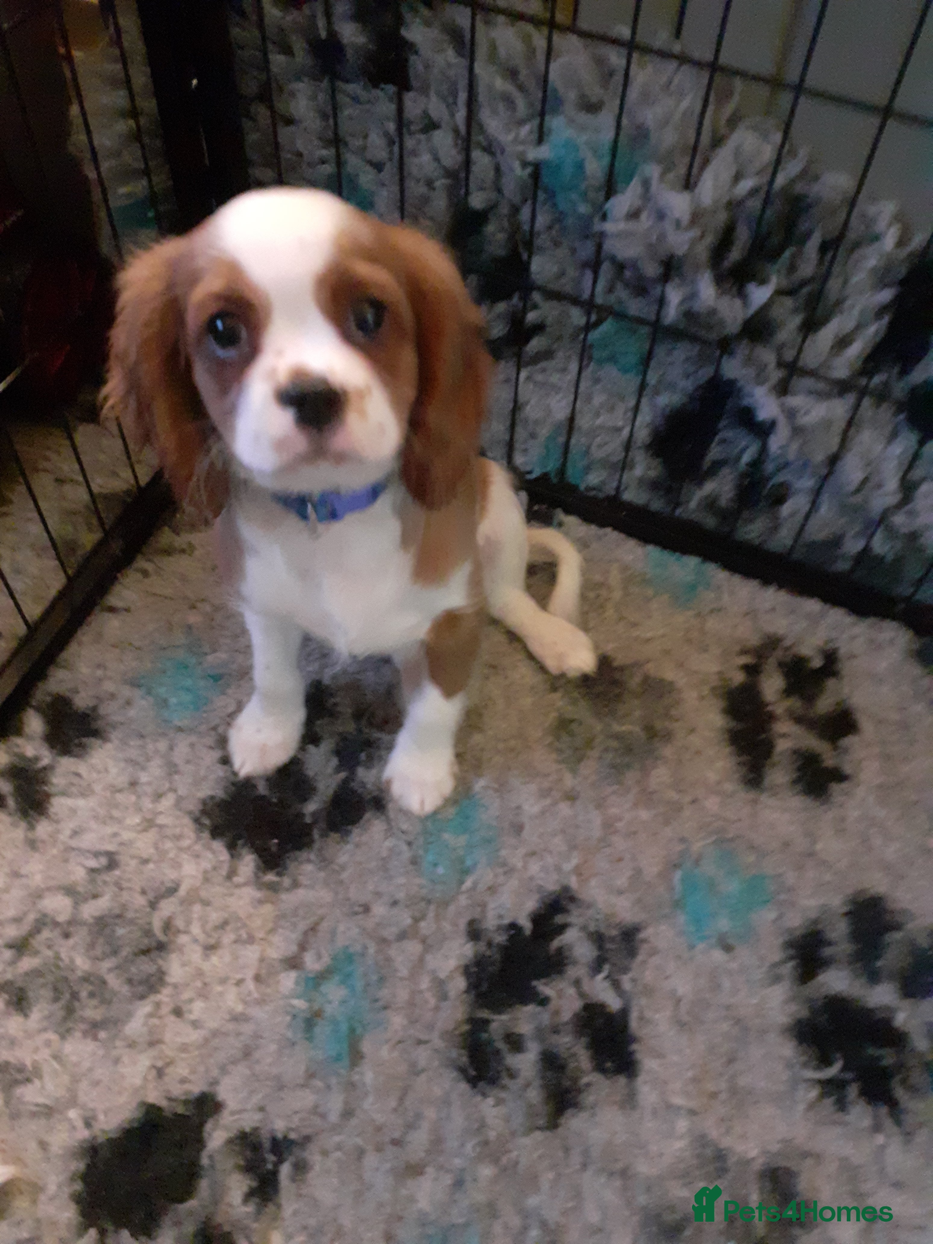 Cavalier King Charles Spaniel dogs Cavalier King Charles Spaniel  - Advert 7