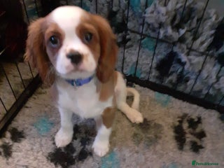 Cavalier King Charles Spaniel dogs Cavalier King Charles Spaniel - Advert 3