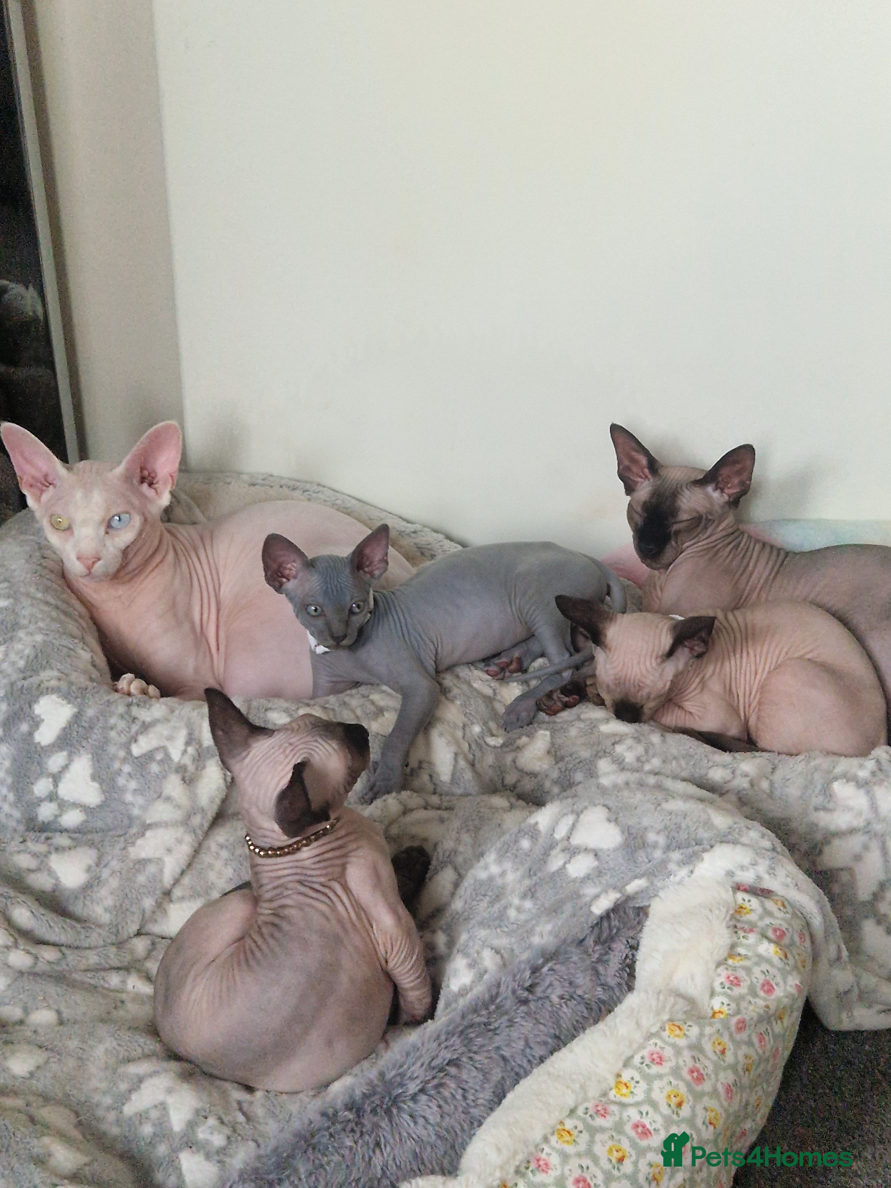 Sphynx cats Canadian Sphynx kittens - Advert 2