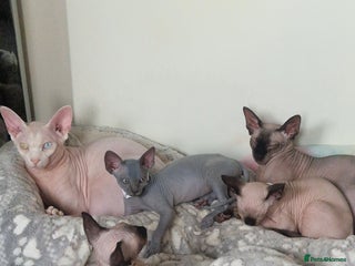 Sphynx cats Canadian Sphynx kittens - Advert 3