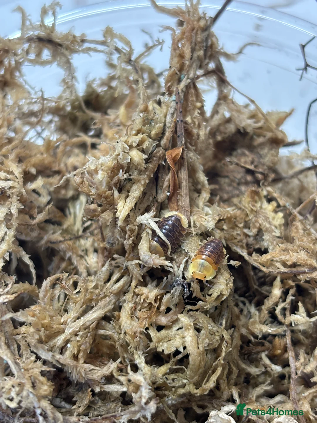 Isopods invertebrates for sale: Multiple isopods for sale - Advert 1