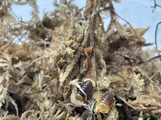 Isopods invertebrates Multiple isopods for sale - Advert 12