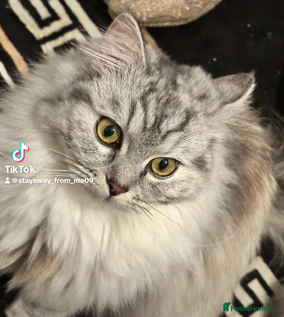 Ragdoll cats for sale: ragdoll bread her name daisy in Manchester - Advert 2