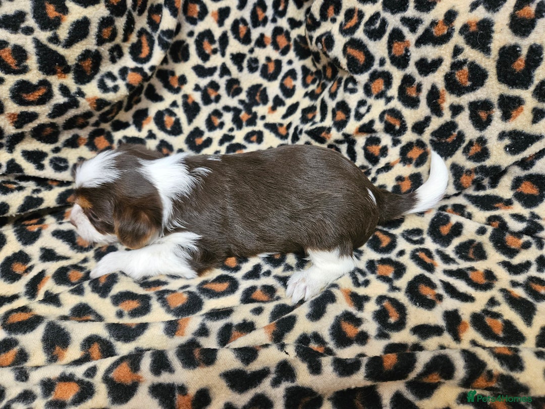 Yorkshire Terrier dogs for sale: 🤎 DNA tested parents 🤎 1 girl, 1 boy - Advert 16