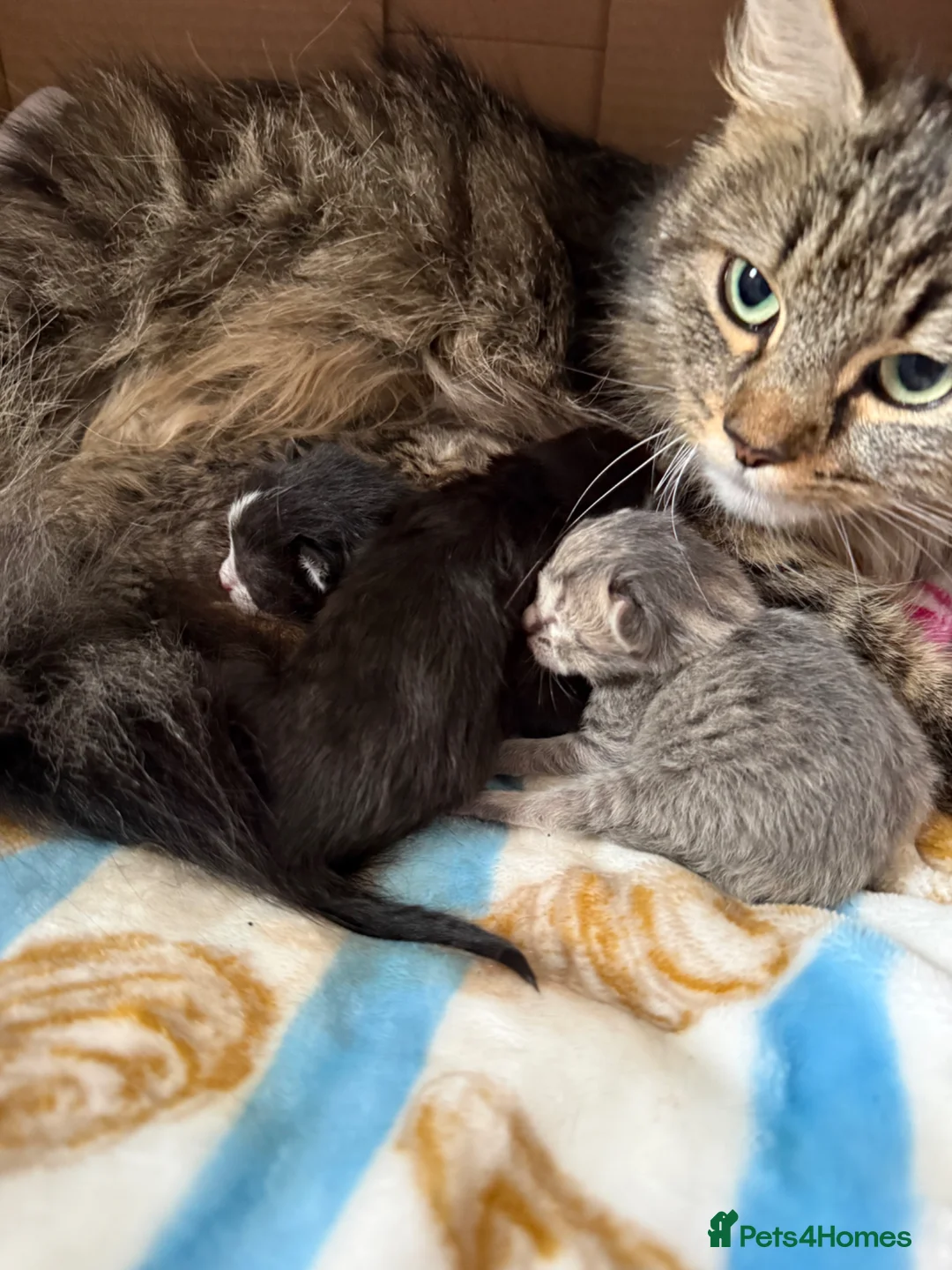 Mixed Breed cats for sale: Manecoon x - Advert 2