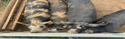 Pig livestock for sale: Kune Kune pigs  - Advert 2