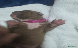 Mixed Breed dogs for sale: Dogue de bordeaux x staff puppies  - Image 8