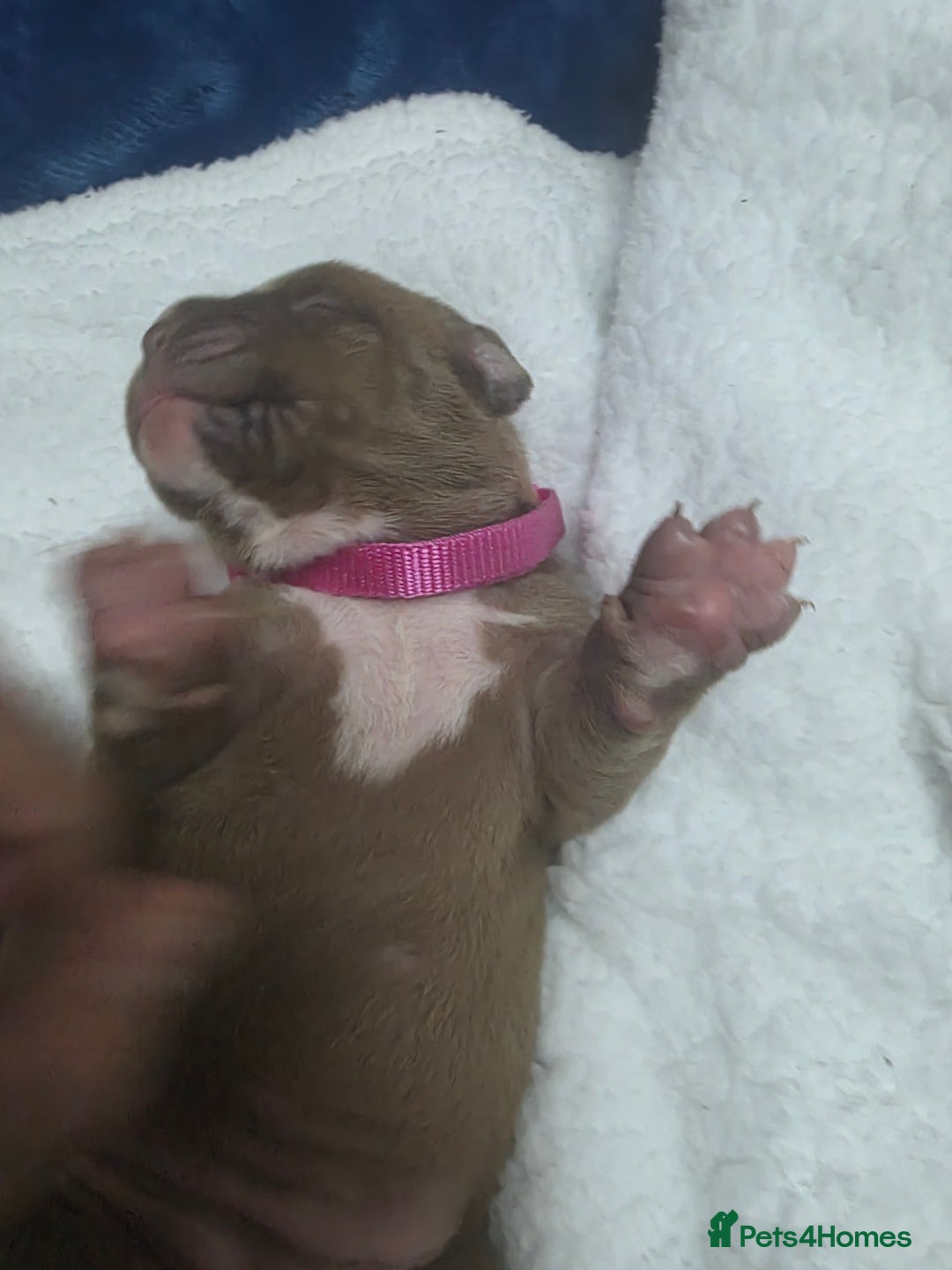 Mixed Breed dogs for sale: Dogue de bordeaux x staff puppies  - Image 8