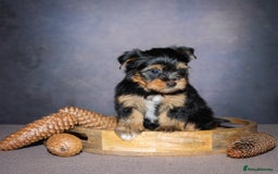 Yorkshire Terrier dogs for sale: Colorful Yorkshire Terrier puppies for sale - Image 8