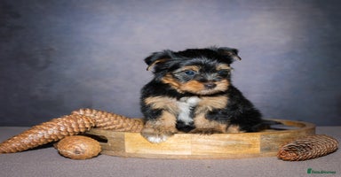 Yorkshire Terrier dogs - Advert 14
