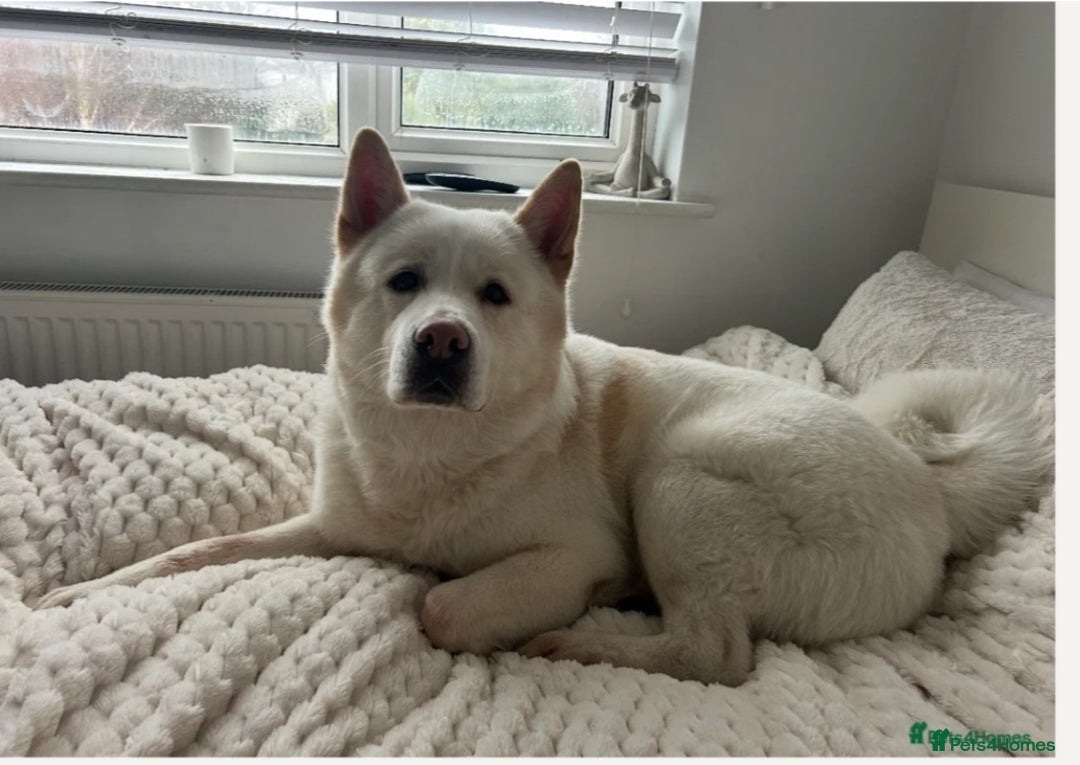 Mixed Breed dogs for sale: Doberman x akita 4 and half mths old - Advert 6