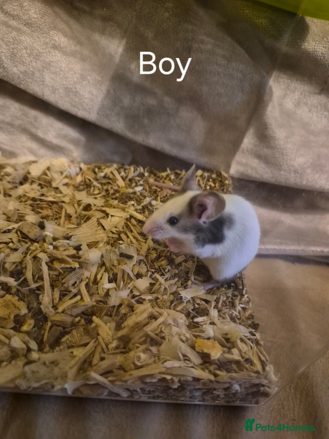 Mouse rodents for sale: 5 Cute Baby Fancy Mice - Advert 4