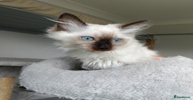 Ragdoll cats - Advert 3