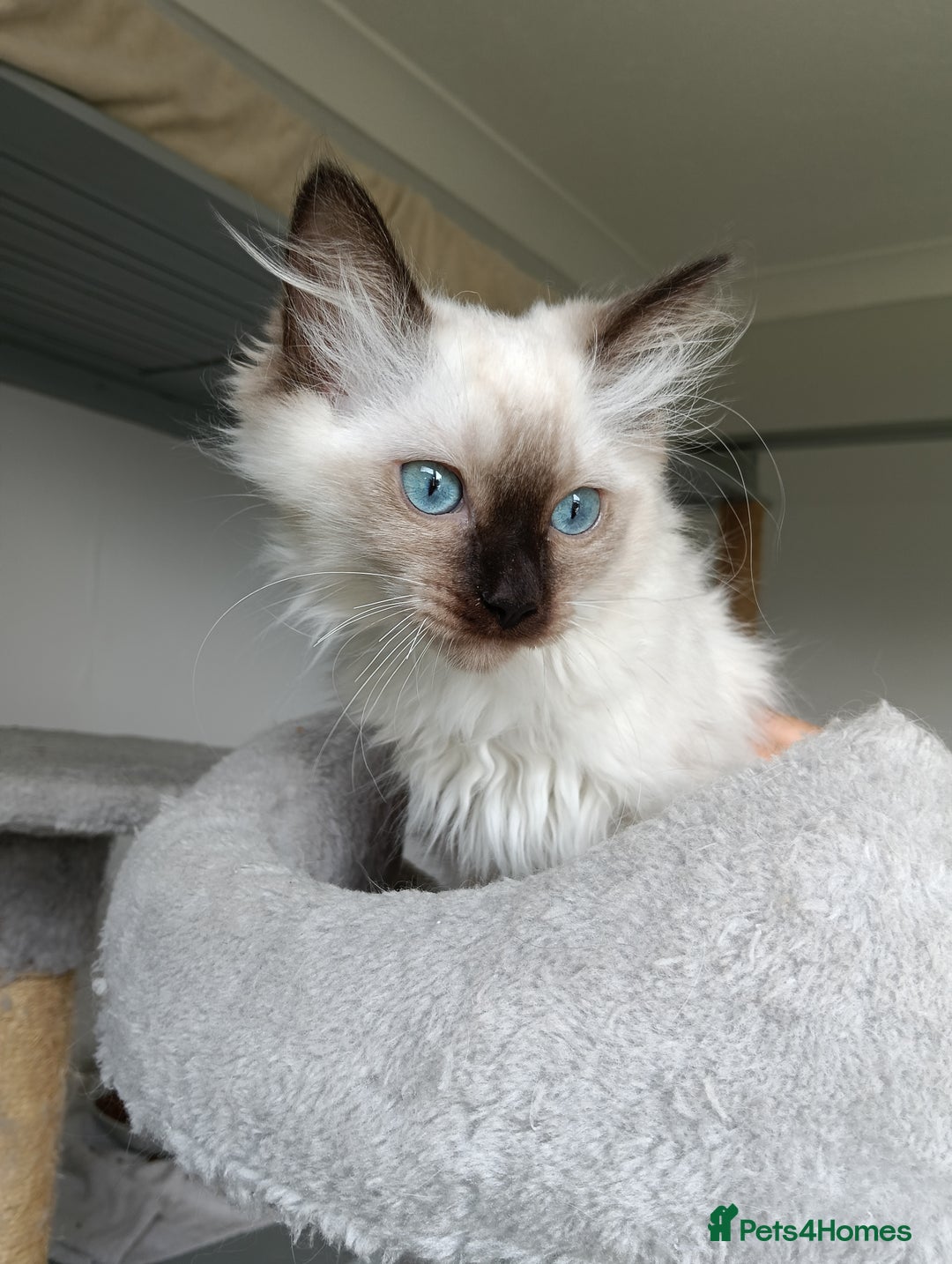 Ragdoll cats for sale: GCCF registered seal and chocolate ragdoll kittens - Image 2