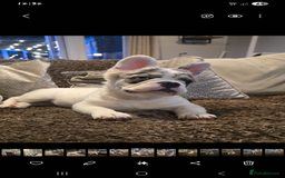 French Bulldog dogs for sale: Frenchy's stunning and ready to go - Image 5