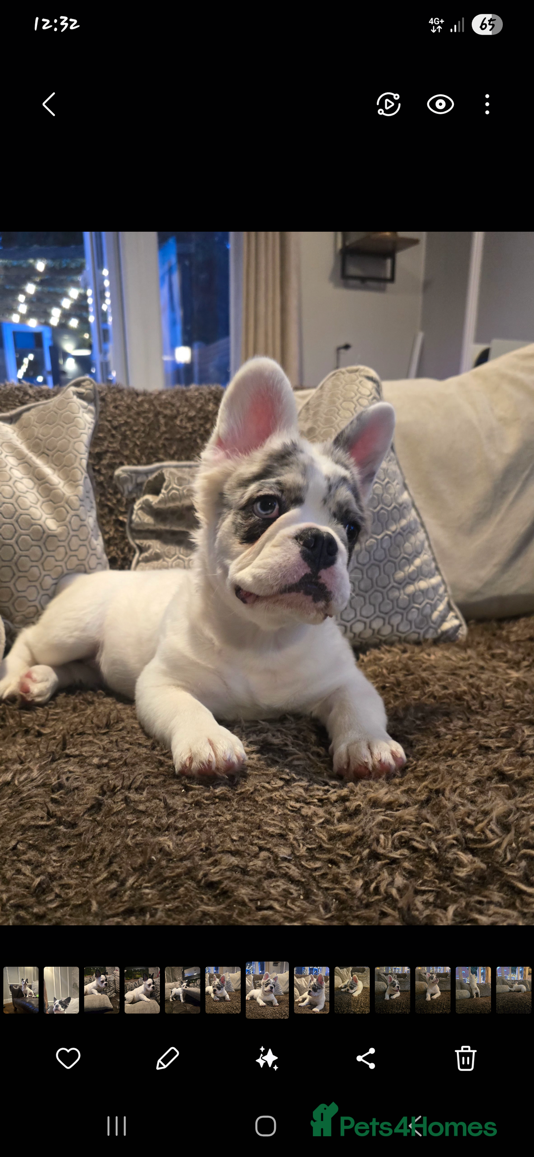 French Bulldog dogs for sale: Frenchy's stunning and ready to go - Image 5