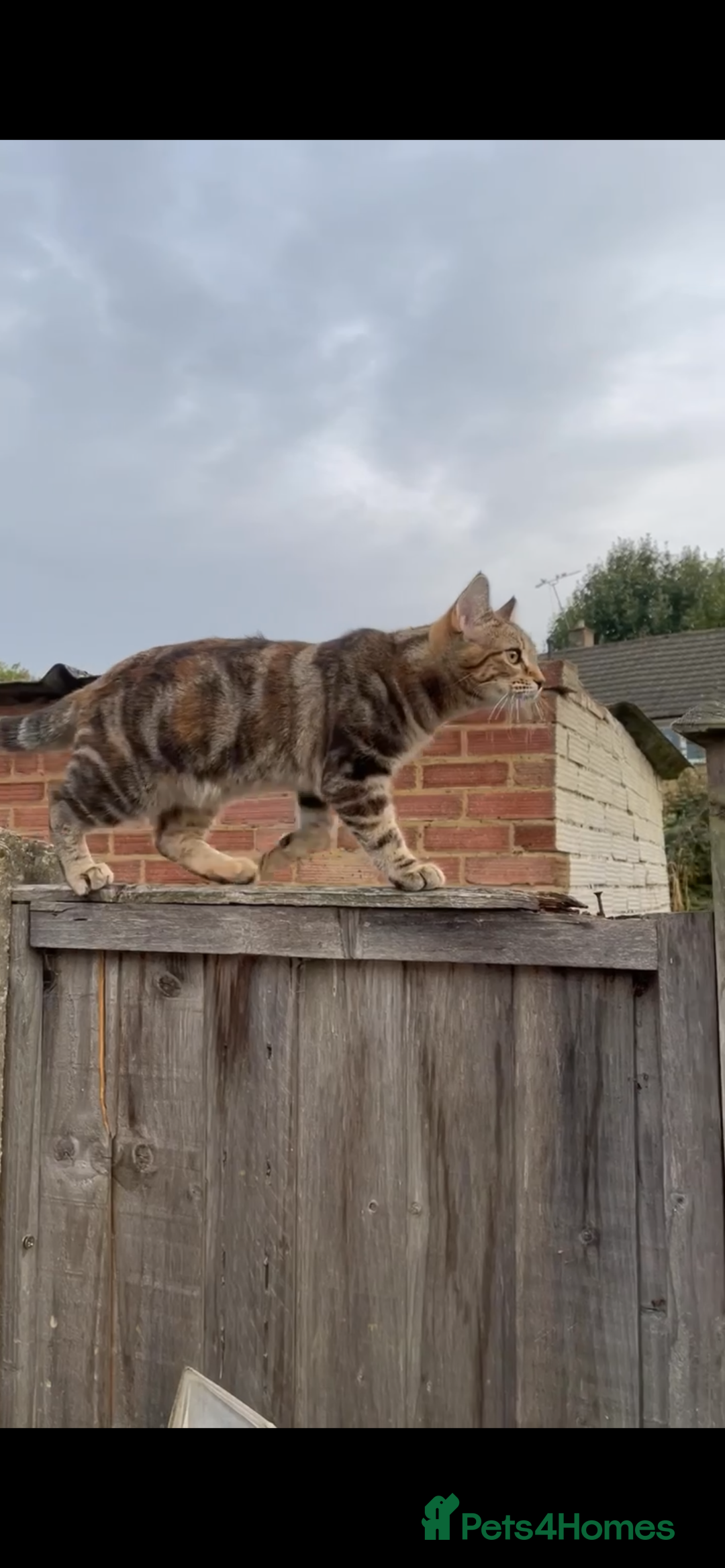 Mixed Breed cats for sale: 4 Beautiful Male Tabby Kittens - Image 3