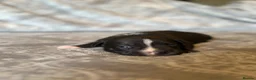 Staffordshire Bull Terrier dogs for sale: Stunning KC Staffordshire bull terrier puppies - Advert 12