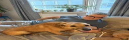 Mixed Breed dogs for adoption: Blue for adoption in London - Advert 6