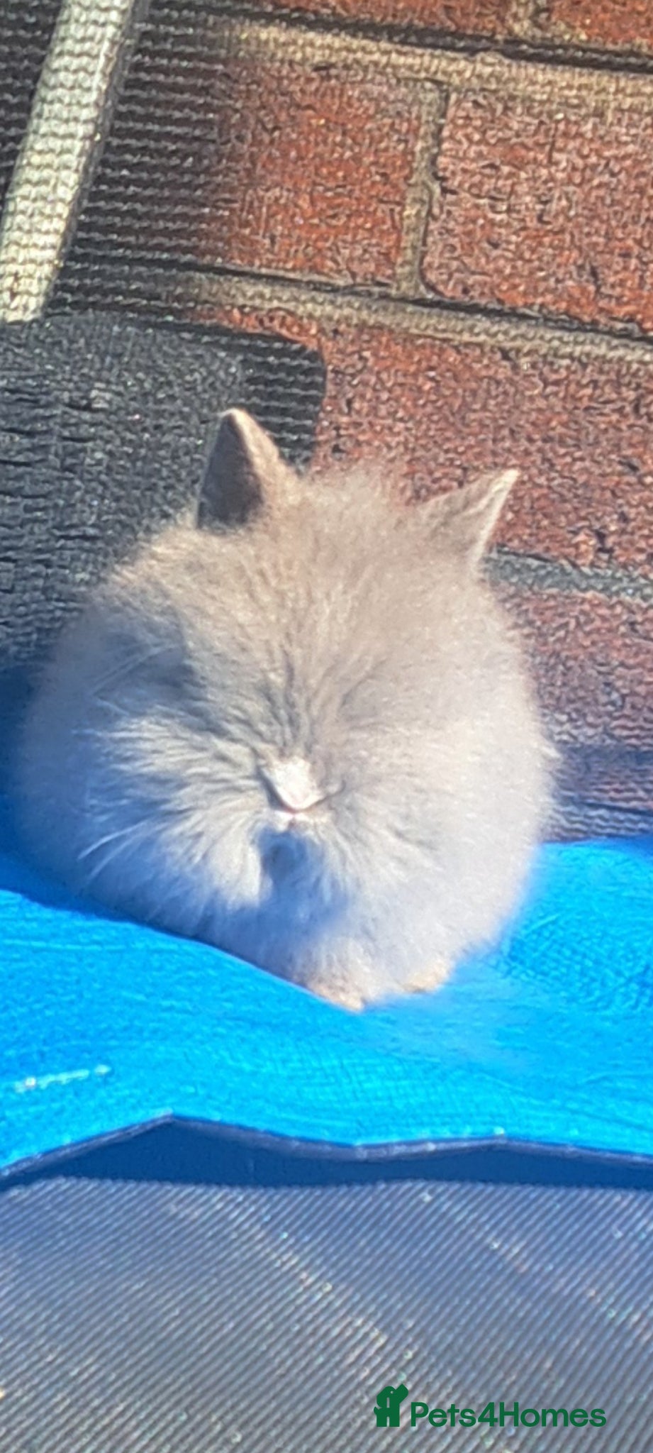 Mini Lion Lop rabbits Rabitt  - Advert 2