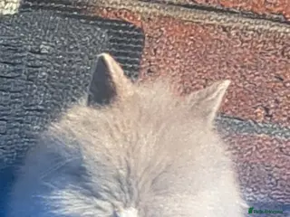 Mini Lion Lop rabbits Rabitt - Advert 1