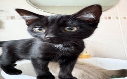 Mixed Breed cats for sale: Ragdoll X & Black kittens for sale.  - Image 6