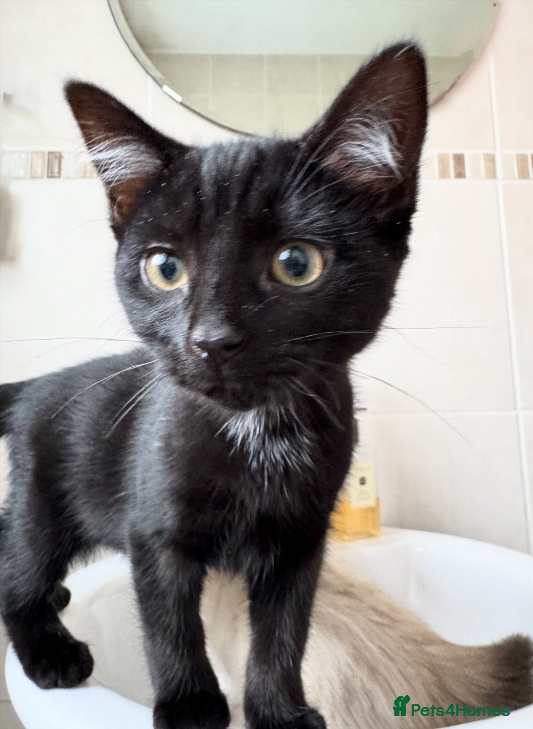 Mixed Breed cats for sale: Ragdoll X & Black kittens for sale.  - Image 6
