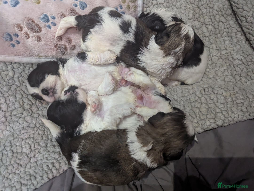 Shihpoo dogs for sale: Shihpoo puppies  - Image 4