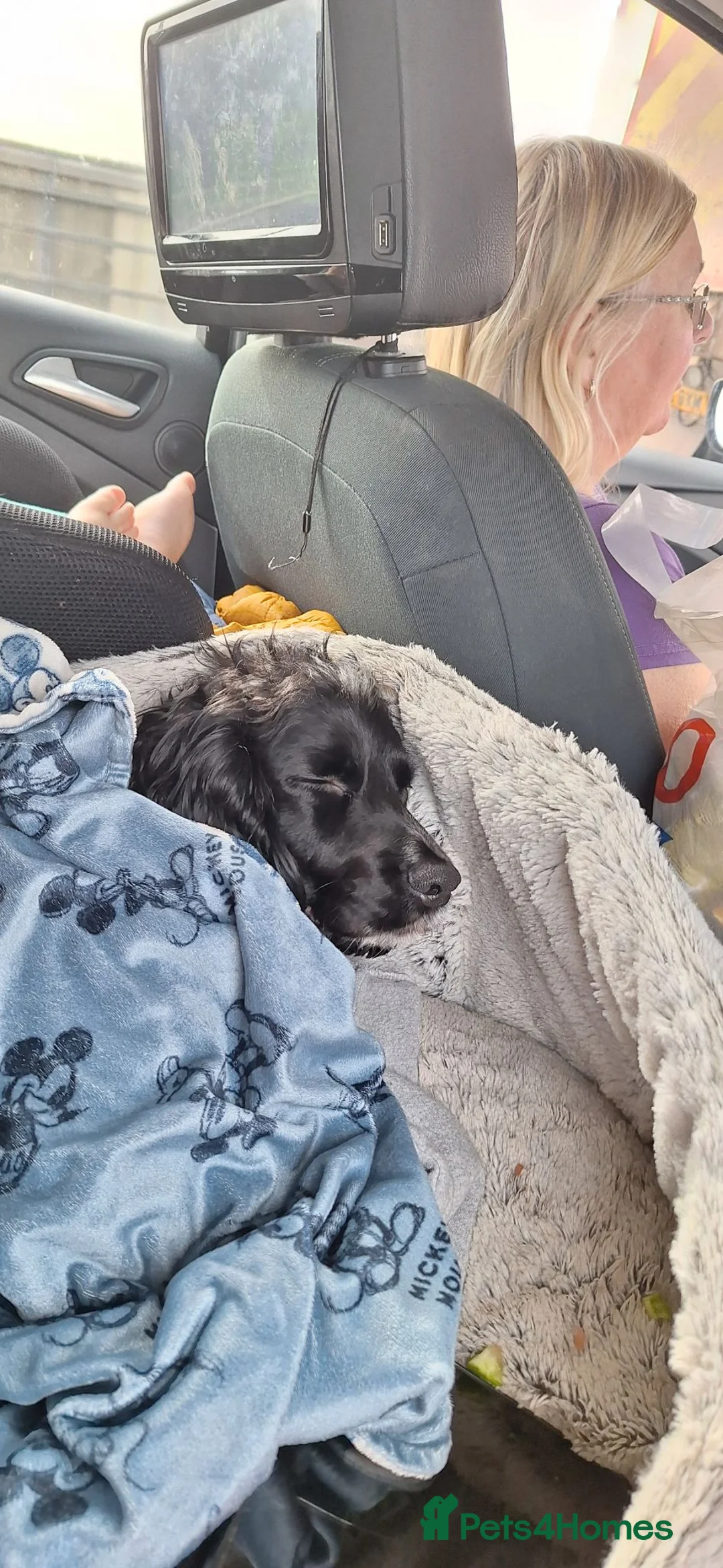 Cocker Spaniel dogs for sale: Poppy dog in Pontypridd - Advert 2