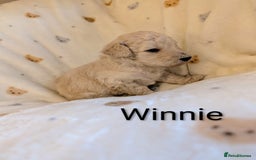 Standard Poodle dogs for sale: Standard poodles - Image 26