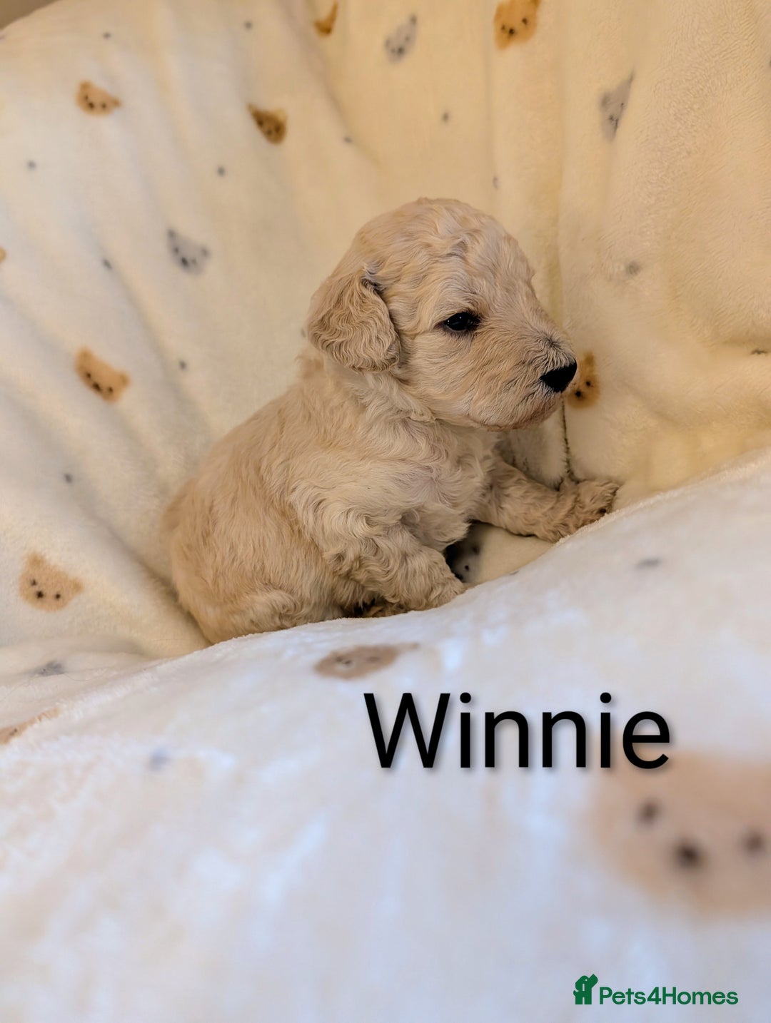 Standard Poodle dogs for sale: Standard poodles - Image 26