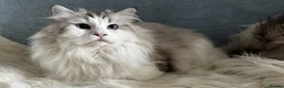 Ragdoll cats for sale: Stunning Ragdoll Male - Active Register - Advert 5