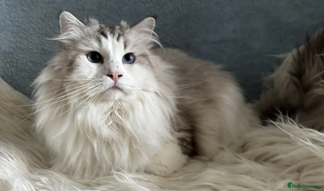 Ragdoll cats for sale: Stunning Ragdoll Male - Active Register - Advert 5