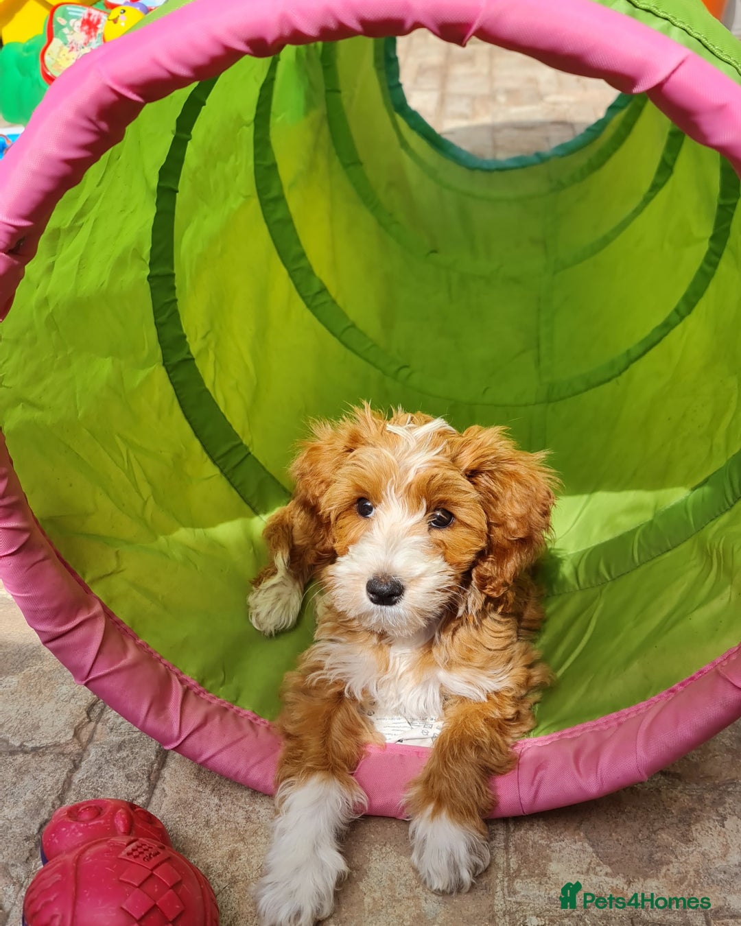 Australian Labradoodle dogs for sale: Genuine Australian Labradoodle Puppies - Image 6