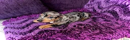 Miniature Dachshund dogs for sale: 🥰🐶MINIATURE DACHSHUND PUPPIE🥰🐶 - Advert 10
