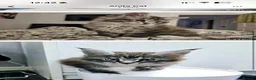 Maine Coon cats for stud: STUD ONLY Maine Coon boy Silver Blue Tabby - Advert 5