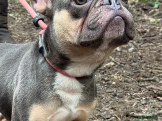 French Bulldog dogs Blue & tan French bulldog - Advert 3