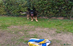 German Shepherd dogs for stud: German Shepherd boy for stud - Image 1